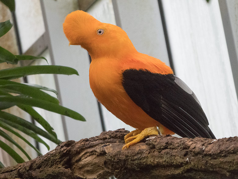 Männlicher Anden-Felsenhahn am 12. Februar 2020 in der Freiflughalle am Vogel-Haus im Zoologischen Garten Wuppertal