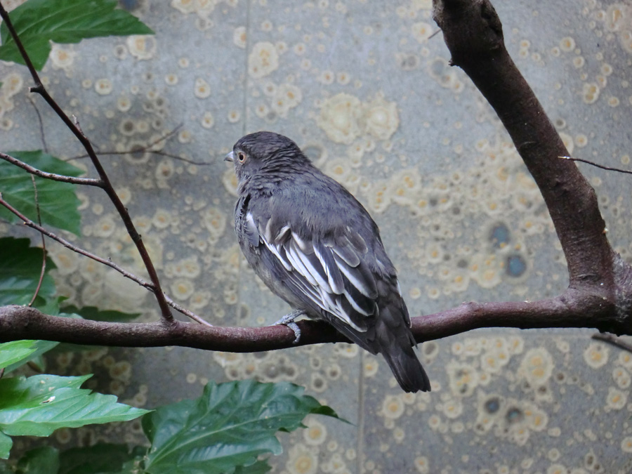 Pompadour Kotinga im Wuppertaler Zoo im Juli 2012