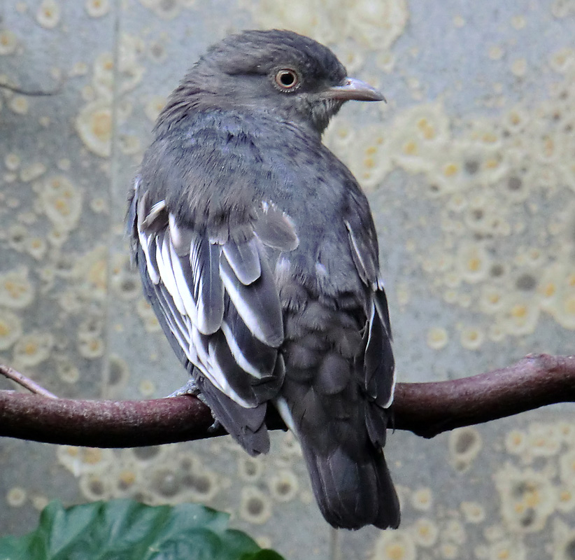 Pompadour Kotinga im Zoo Wuppertal im Juli 2012