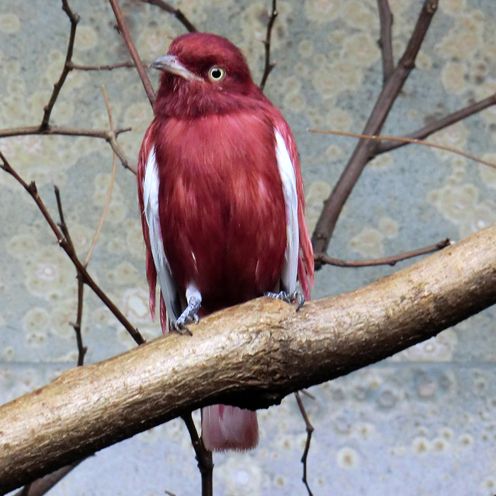 Pompadour Kotinga im Wuppertaler Zoo am 25. August 2012