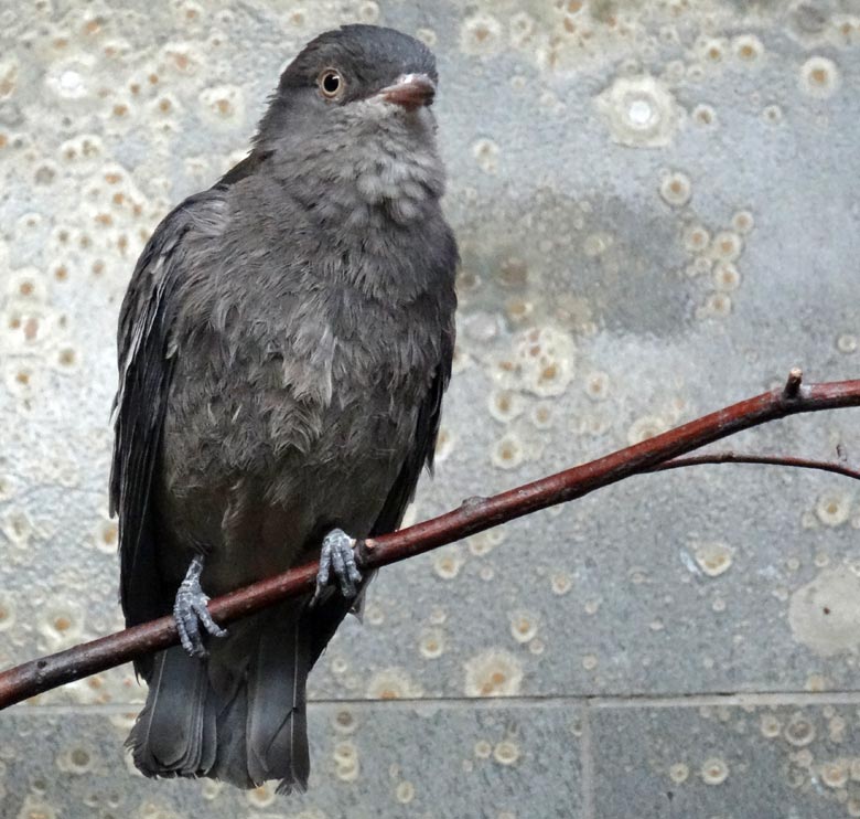 Pompadour Kotinga Weibchen im März 2016 im Vogelhaus im Grünen Zoo Wuppertal