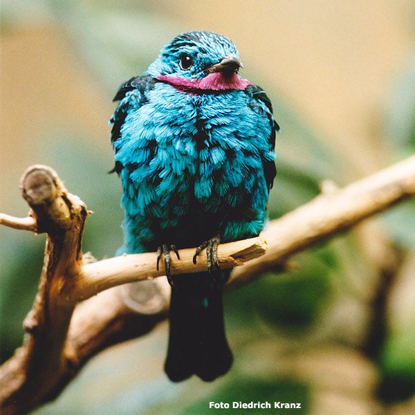 Purpurkehlkotinga im Dezember 1999 im Wuppertaler Zoo (Foto Diedrich Kranz)