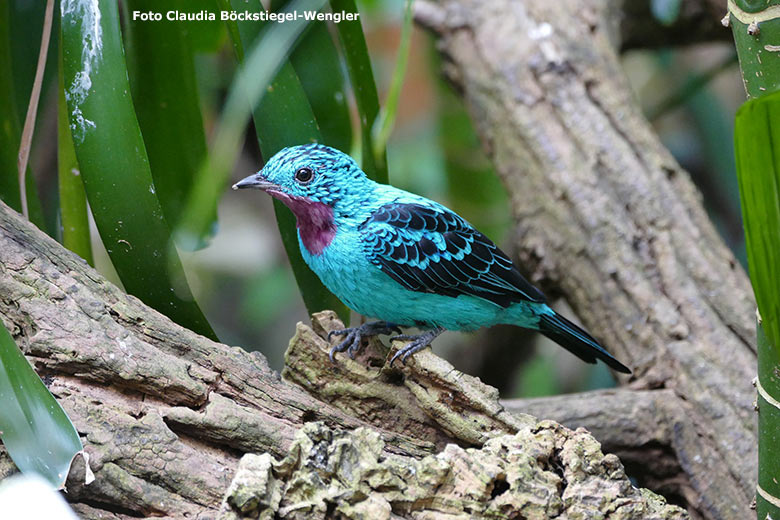 Purpurkehlkotinga am 1. Juni 2017 in der Freiflughalle am Vogel-Haus im Zoo Wuppertal (Foto Claudia Böckstiegel-Wengler)