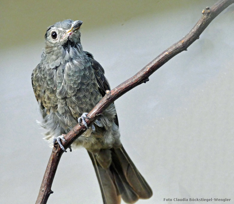 Purpurkehlkotinga-Weibchen am 29. August 2017 im Vogelhaus im Grünen Zoo Wuppertal (Foto Claudia Böckstiegel-Wengler)