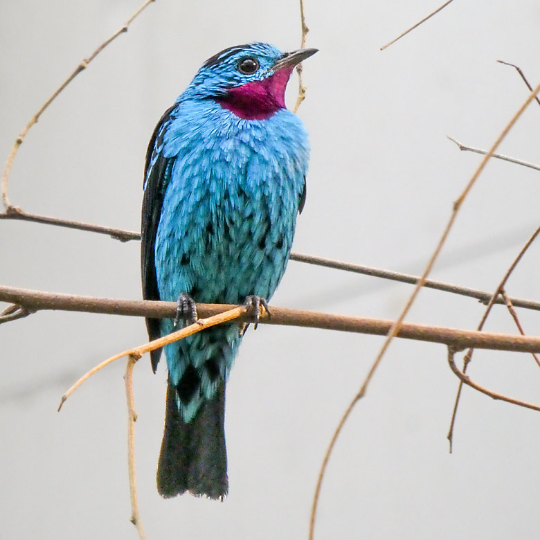 Purpurkehlkotinga am 3. Februar 2018 in der Freiflughalle am Vogelhaus im Grünen Zoo Wuppertal