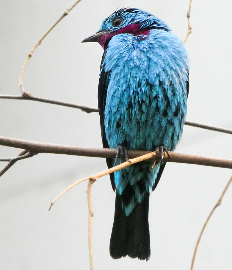 Purpurkehlkotinga am 3. Februar 2018 in der Freiflughalle am Vogelhaus im Wuppertaler Zoo