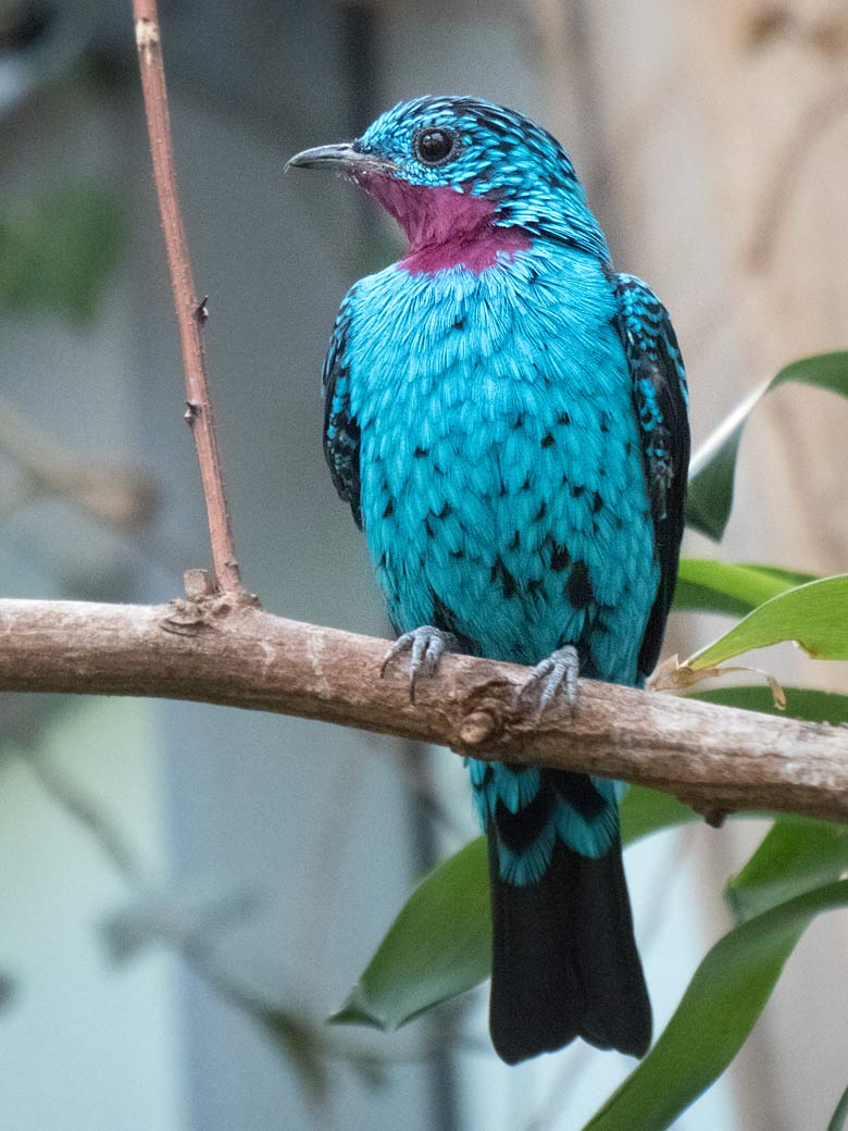 Purpurkehlkotinga am 18. April 2019 in der Freiflughalle im Grünen Zoo Wuppertal