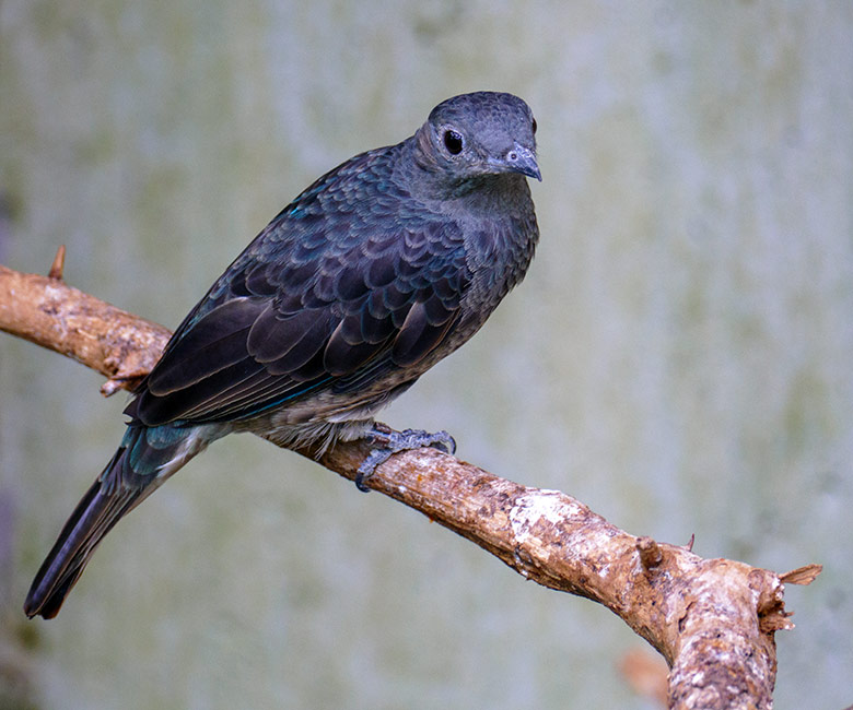 Weibliche Purpurkehlkotinga am 2. Juli 2022 in der Freiflughalle am Vogel-Haus im Grünen Zoo Wuppertal