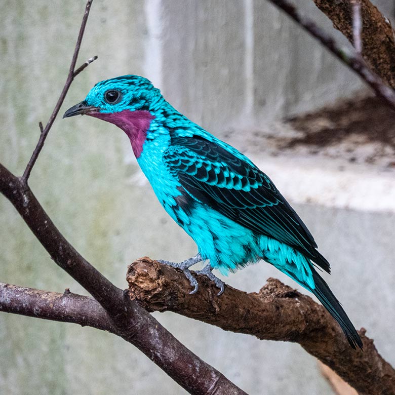 Männliche Purpurkehlkotinga am 12. August 2022 in der Freiflughalle am Vogel-Haus im Wuppertaler Zoo