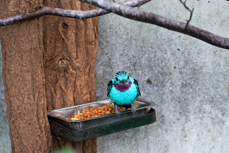 Männliche Purpurkehlkotinga am 27. August 2022 in der Freiflughalle am Vogel-Haus im Grünen Zoo Wuppertal