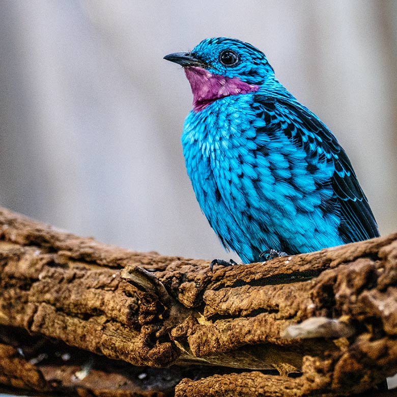 Männliche Purpurkehlkotinga am 2. Januar 2023 in der Freiflughalle am Vogel-Haus im Zoologischen Garten Wuppertal