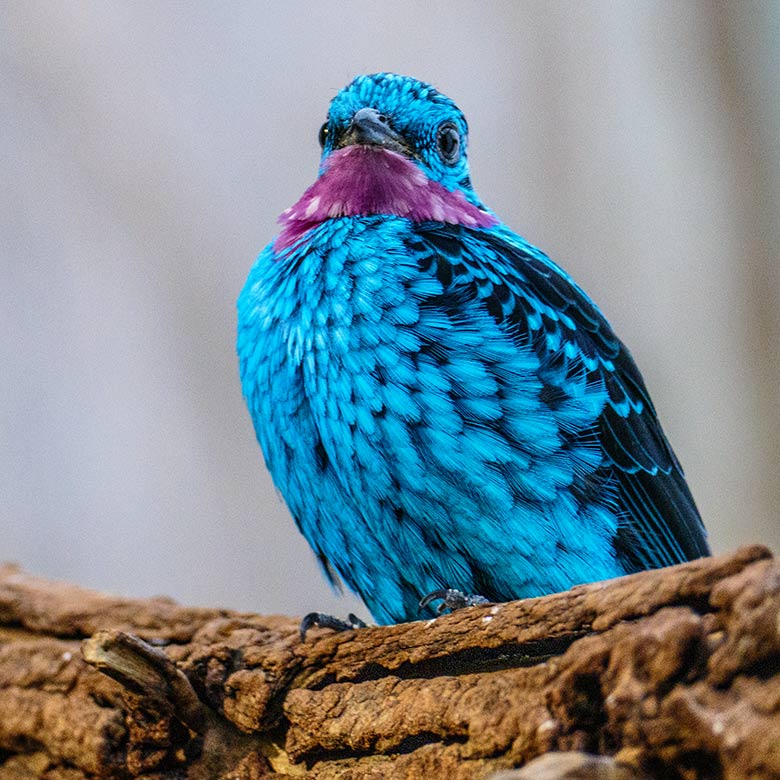 Männliche Purpurkehlkotinga am 2. Januar 2023 in der Freiflughalle am Vogel-Haus im Wuppertaler Zoo