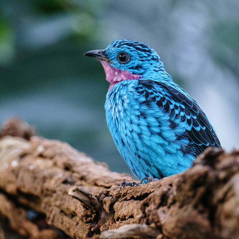 Männliche Purpurkehlkotinga am 2. Januar 2023 in der Freiflughalle am Vogel-Haus im Grünen Zoo Wuppertal