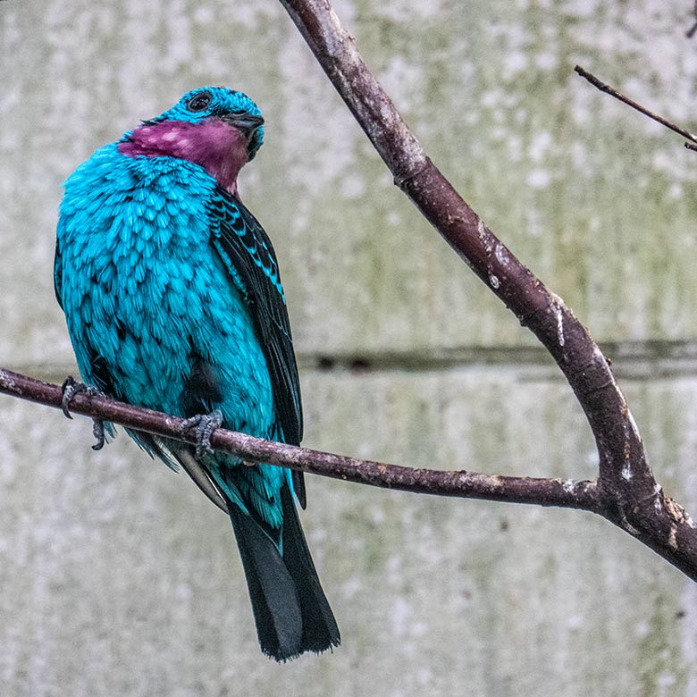 Männliche Purpurkehlkotinga am 16. Februar 2023 in der Freiflughalle am Vogel-Haus im Wuppertaler Zoo