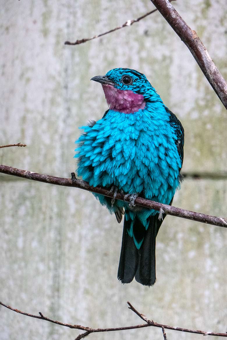 Männliche Purpurkehlkotinga am 6. April 2023 in der Freiflughalle am Vogel-Haus im Grünen Zoo Wuppertal