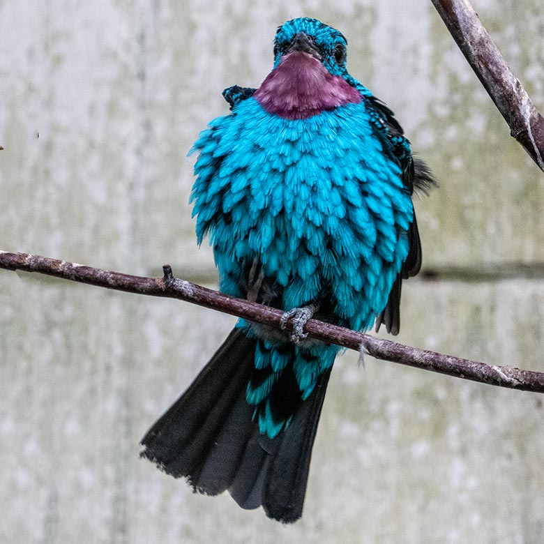 Männliche Purpurkehlkotinga am 6. April 2023 in der Freiflughalle am Vogel-Haus im Wuppertaler Zoo