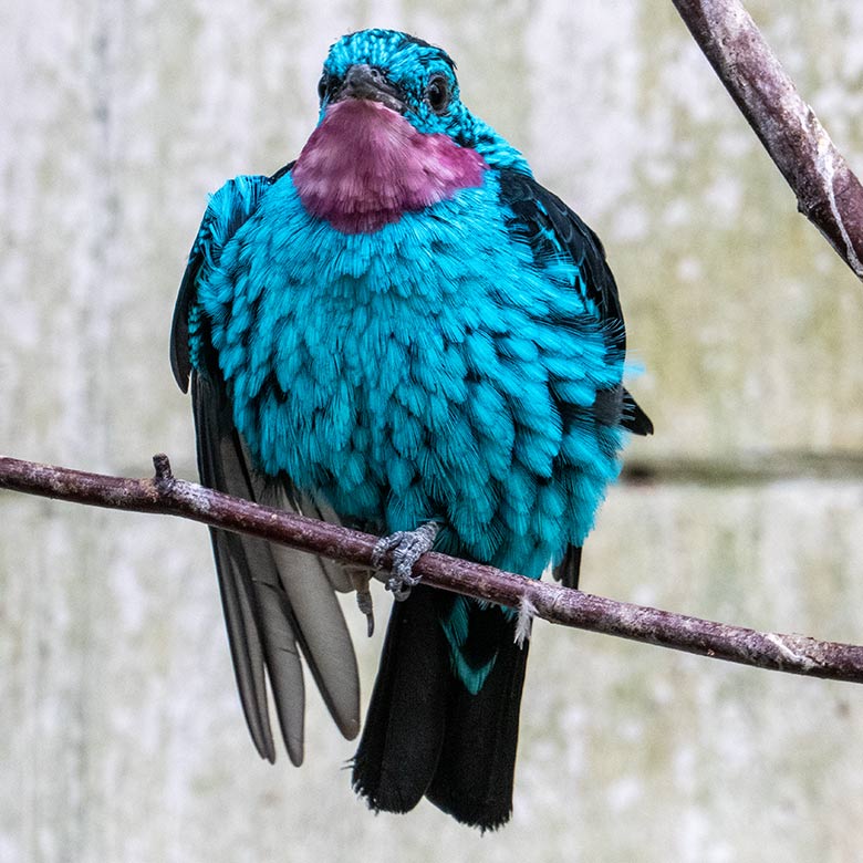 Männliche Purpurkehlkotinga am 6. April 2023 in der Freiflughalle am Vogel-Haus im Grünen Zoo Wuppertal