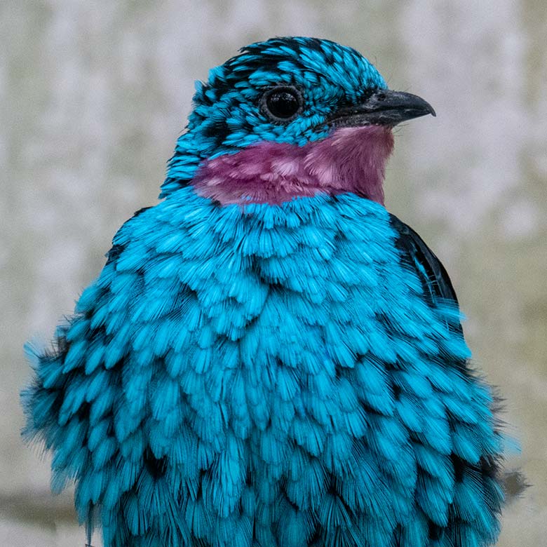 Männliche Purpurkehlkotinga am 6. April 2023 in der Freiflughalle am Vogel-Haus im Zoo Wuppertal