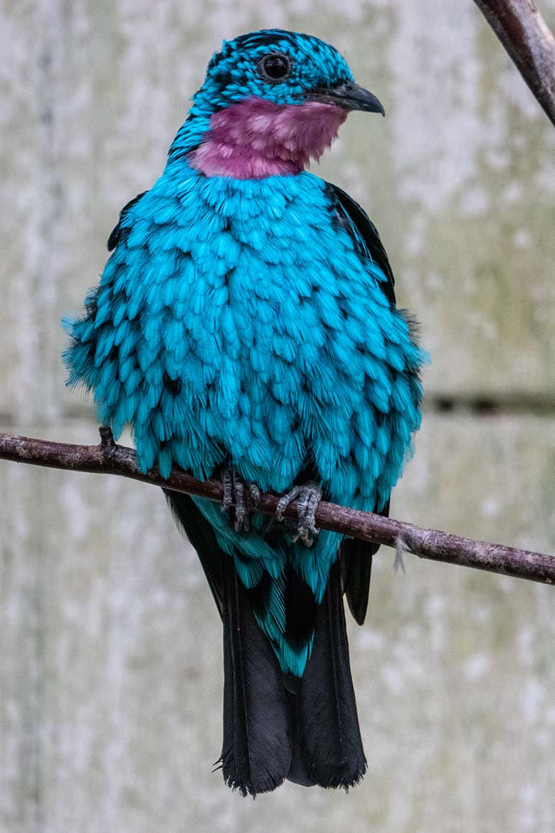 Männliche Purpurkehlkotinga am 6. April 2023 in der Freiflughalle am Vogel-Haus im Wuppertaler Zoo