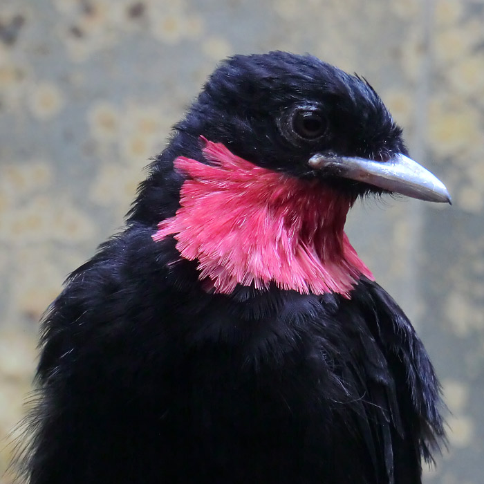 Schild-Schmuckvogel im Wuppertaler Zoo im Juli 2014