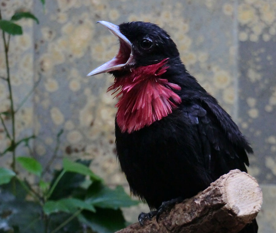 Schild-Schmuckvogel im Zoologischen Garten Wuppertal im August 2014