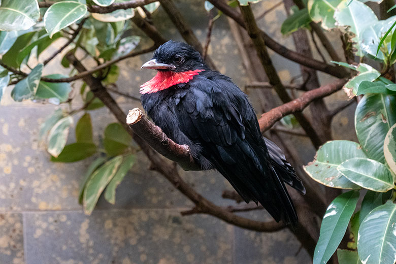 Schild-Schmuckvogel am 1. Novmber 2021 in einem Schaugehege im Vogel-Haus im Grünen Zoo Wuppertal