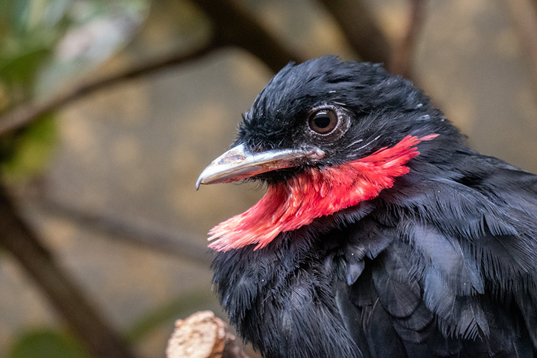 Schild-Schmuckvogel am 1. Oktober 2021 in einem Schaugehege im Vogel-Haus im Grünen Zoo Wuppertal