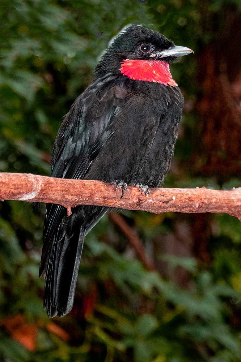 Schild-Schmuckvogel am 1. Dezember 2021 in der Freiflughalle am Vogel-Haus im Grünen Zoo Wuppertal