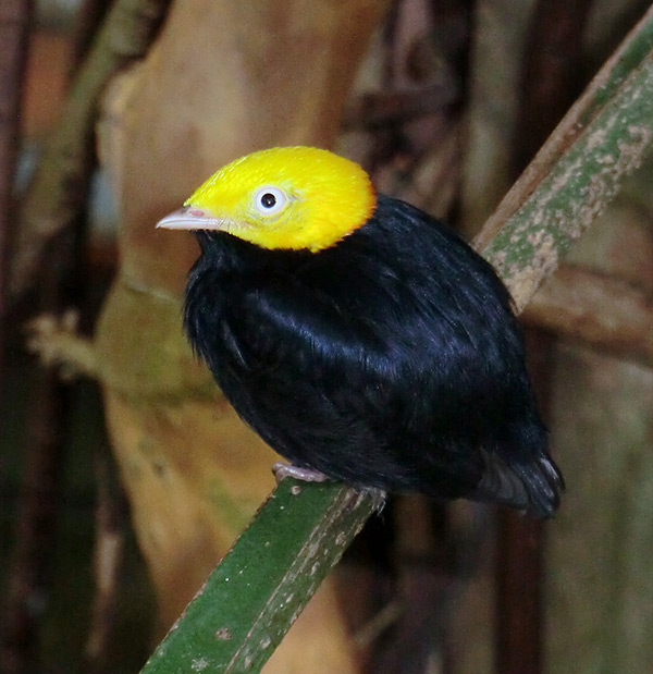 Goldkopfpipra (Pipra erythrocephala) im Wuppertaler Zoo am 2. August 2013