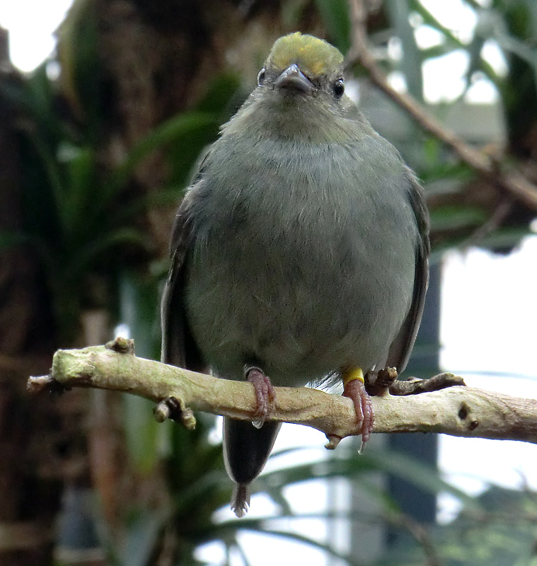 Schwalbenschwanzschnurrvogel (Weibchen) im Zoo Wuppertal im Januar 2012