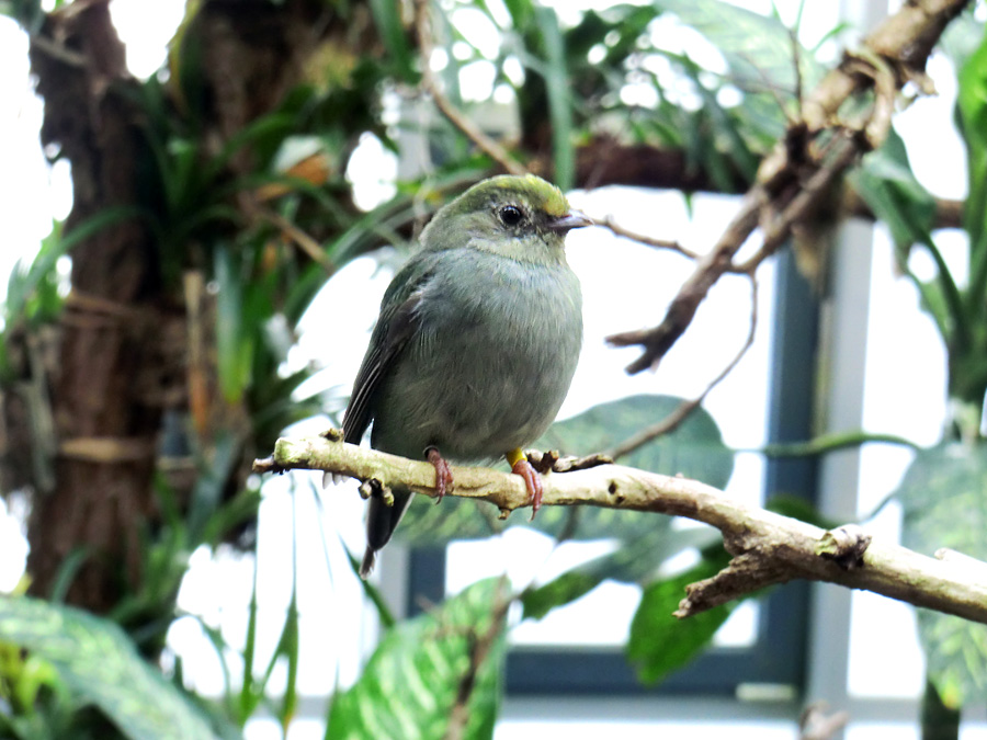 Schwalbenschwanzschnurrvogel (Weibchen) im Zoologischen Garten Wuppertal im Januar 2012