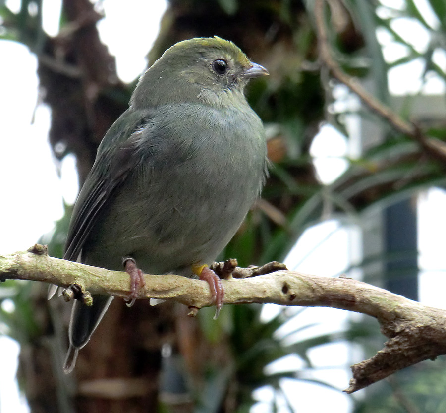 Schwalbenschwanzschnurrvogel (Weibchen) im Wuppertaler Zoo im Januar 2012