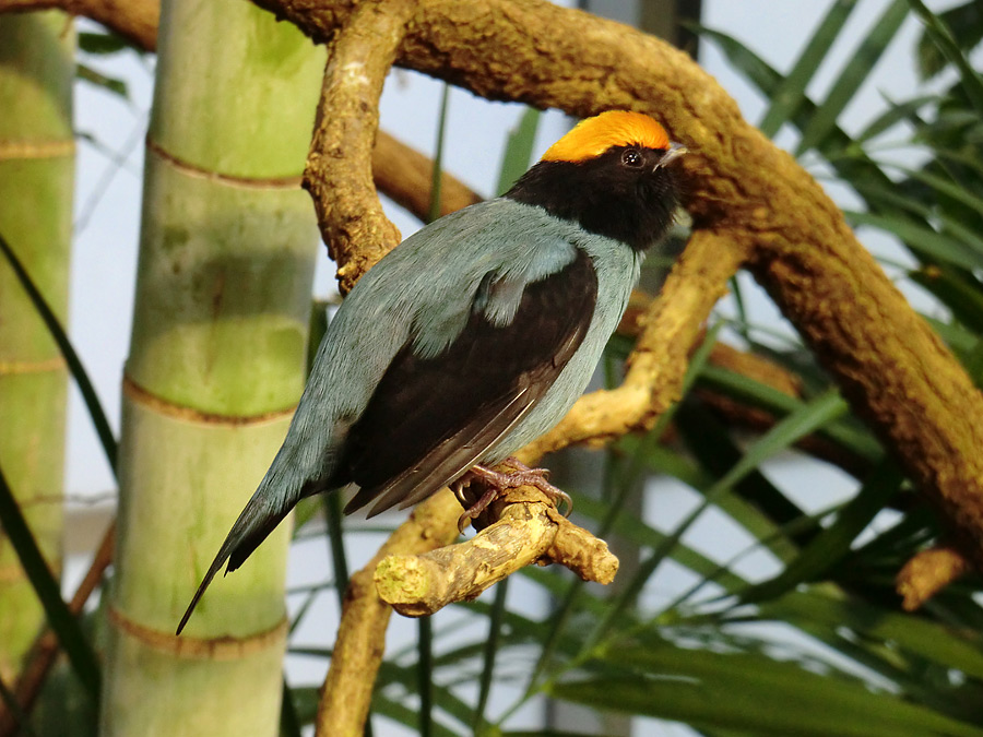 Schwalbenschwanzschnurrvogel im Zoologischen Garten Wuppertal im Dezember 2012