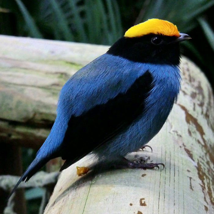 Schwalbenschwanzschnurrvogel im Wuppertaler Zoo im Dezember 2012