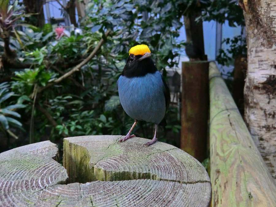 Schwalbenschwanzschnurrvogel im Wuppertaler Zoo im Dezember 2012