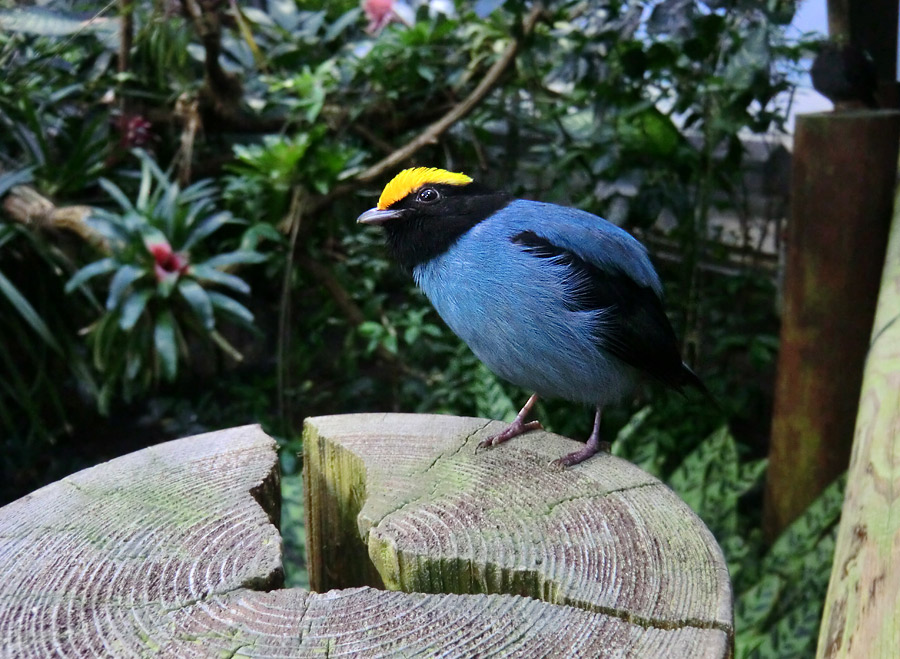 Schwalbenschwanzschnurrvogel im Zoo Wuppertal im Dezember 2012