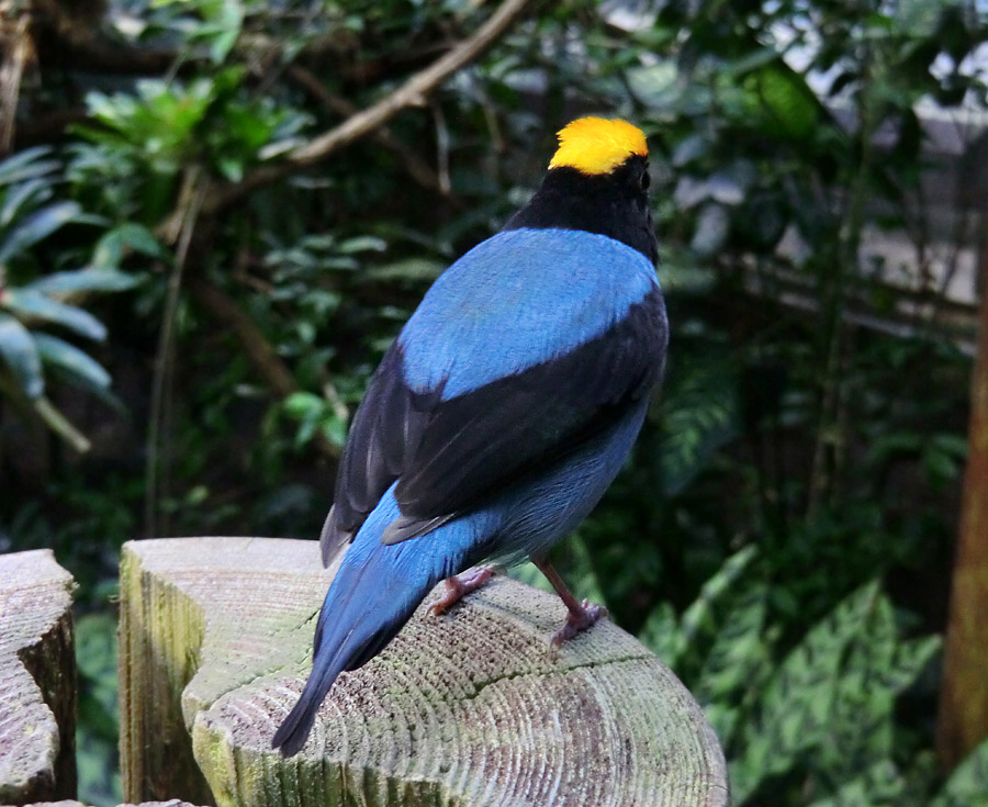 Schwalbenschwanzschnurrvogel im Zoologischen Garten Wuppertal im Dezember 2012