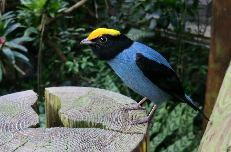 Schwalbenschwanzschnurrvogel im Wuppertaler Zoo im Dezember 2012