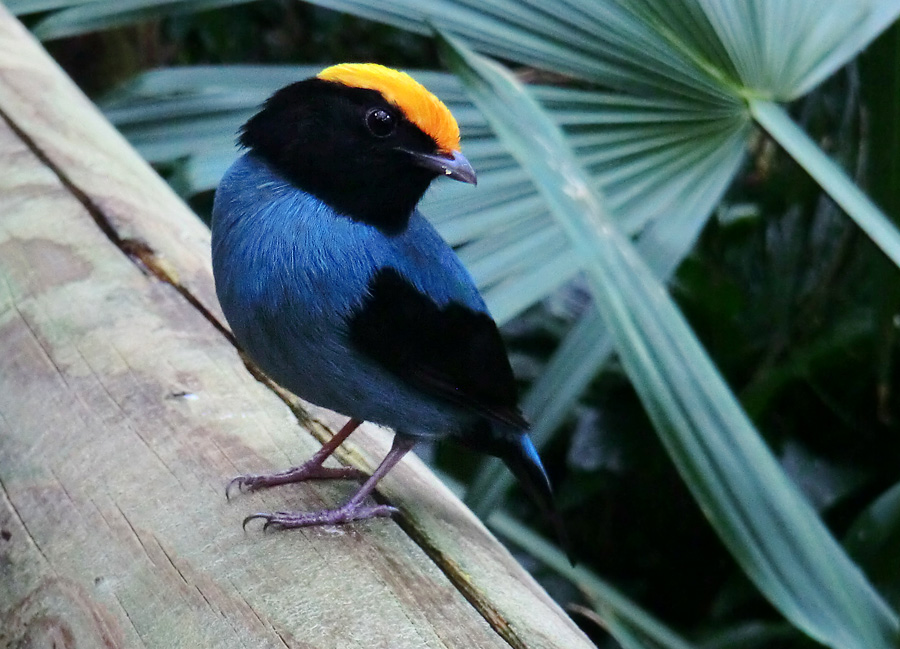 Schwalbenschwanzschnurrvogel im Wuppertaler Zoo im Februar 2013