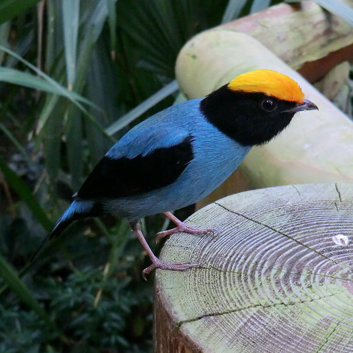 Schwalbenschwanzschnurrvogel im Wuppertaler Zoo im Februar 2013