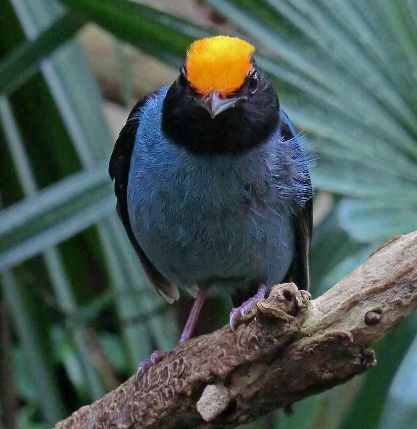 Schwalbenschwanzschnurrvogel (Männchen) im Zoo Wuppertal im Juni 2013