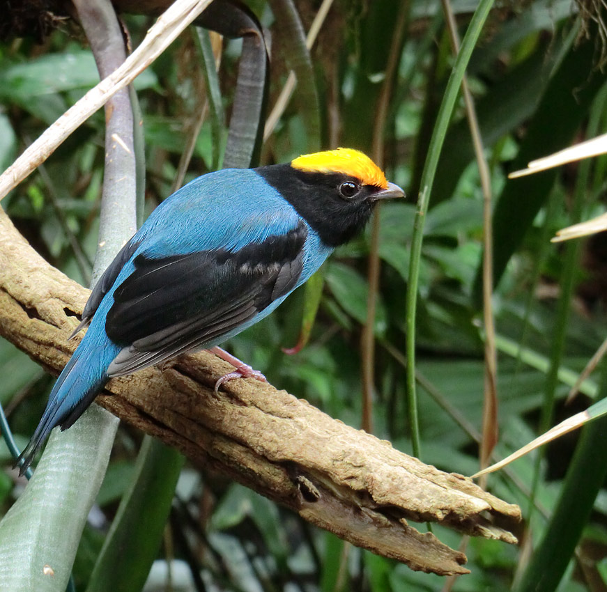 Schwalbenschwanzschnurrvogel im Wuppertaler Zoo im Juni 2013