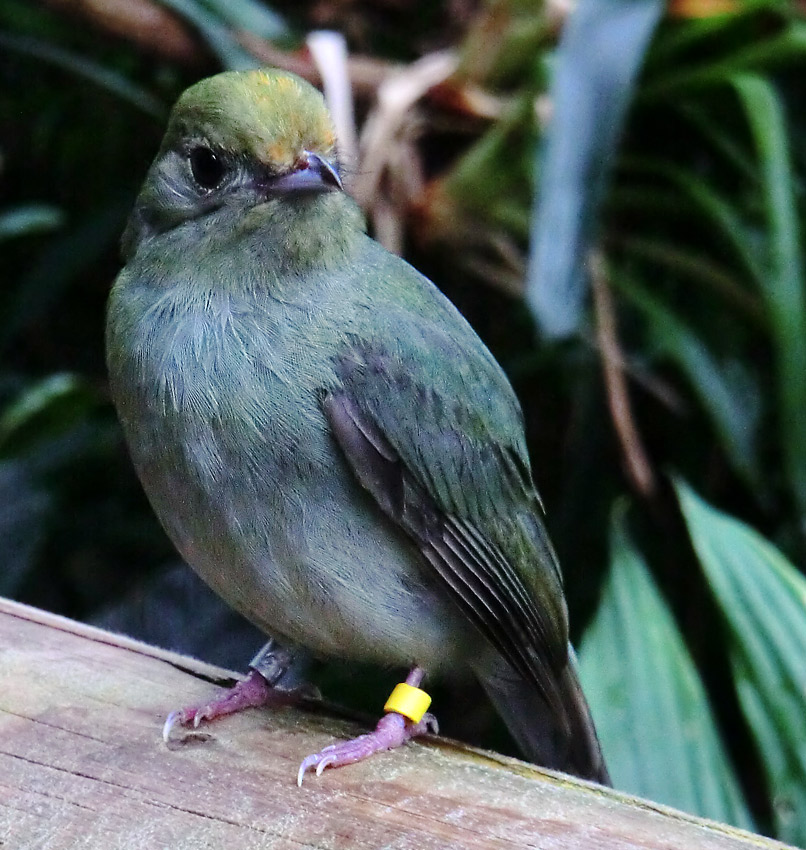 Schwalbenschwanzschnurrvogel (Weibchen) im Zoologischen Garten Wuppertal im Juni 2013