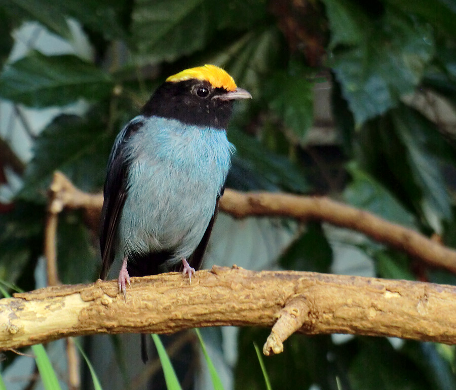 Schwalbenschwanzschnurrvogel im Zoologischen Garten Wuppertal im Juli 2013