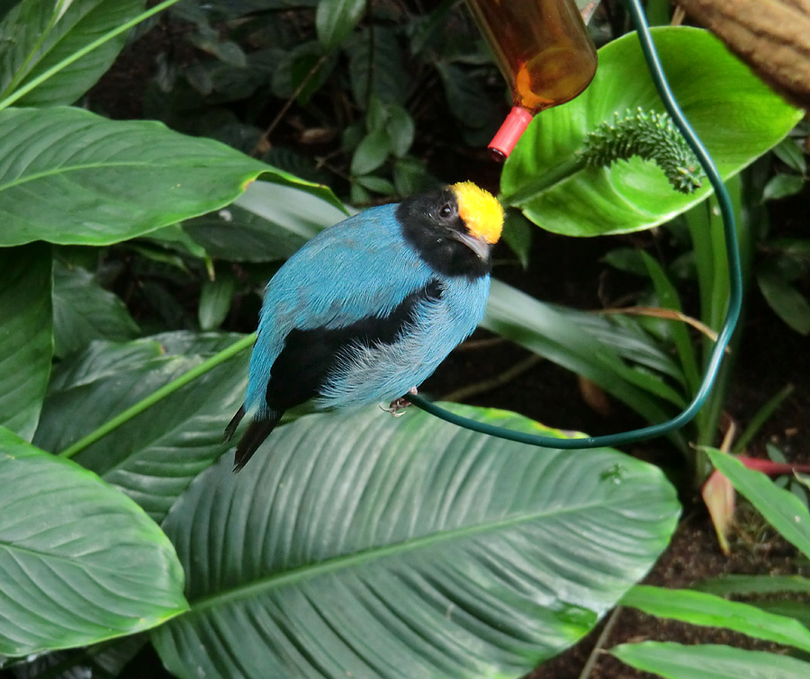 Schwalbenschwanzschnurrvogel im Zoo Wuppertal im August 2013