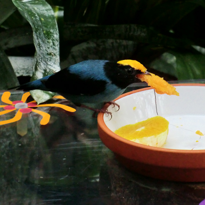 Schwalbenschwanzschnurrvogel im Wuppertaler Zoo im September 2013