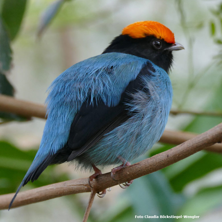 Männlicher Schwalbenschwanzschnurrvogel am 19. März 2018 in der Freiflughalle am Vogelhaus im Grünen Zoo Wuppertal (Foto Claudia Böckstiegel-Wengler)