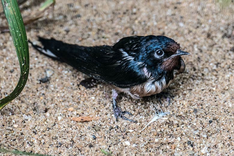 Junge Rauchschwalbe am 15. August 2020 in der linken Außenvoliere am Vogel-Haus im Grünen Zoo Wuppertal