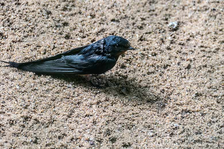 Rauchschwalben-Jungtier am 15. August 2020 in einer Außenvoliere am Vogel-Haus im Grünen Zoo Wuppertal