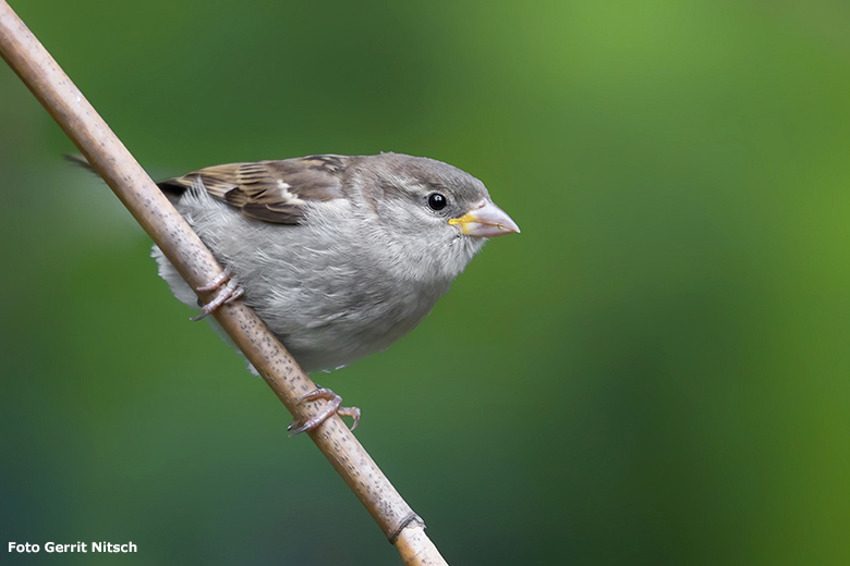 Wildlebender weiblicher Haussperling am 22. Juni 2020 im Zoologischen Garten der Stadt Wuppertal (Foto Gerrit Nitsch)